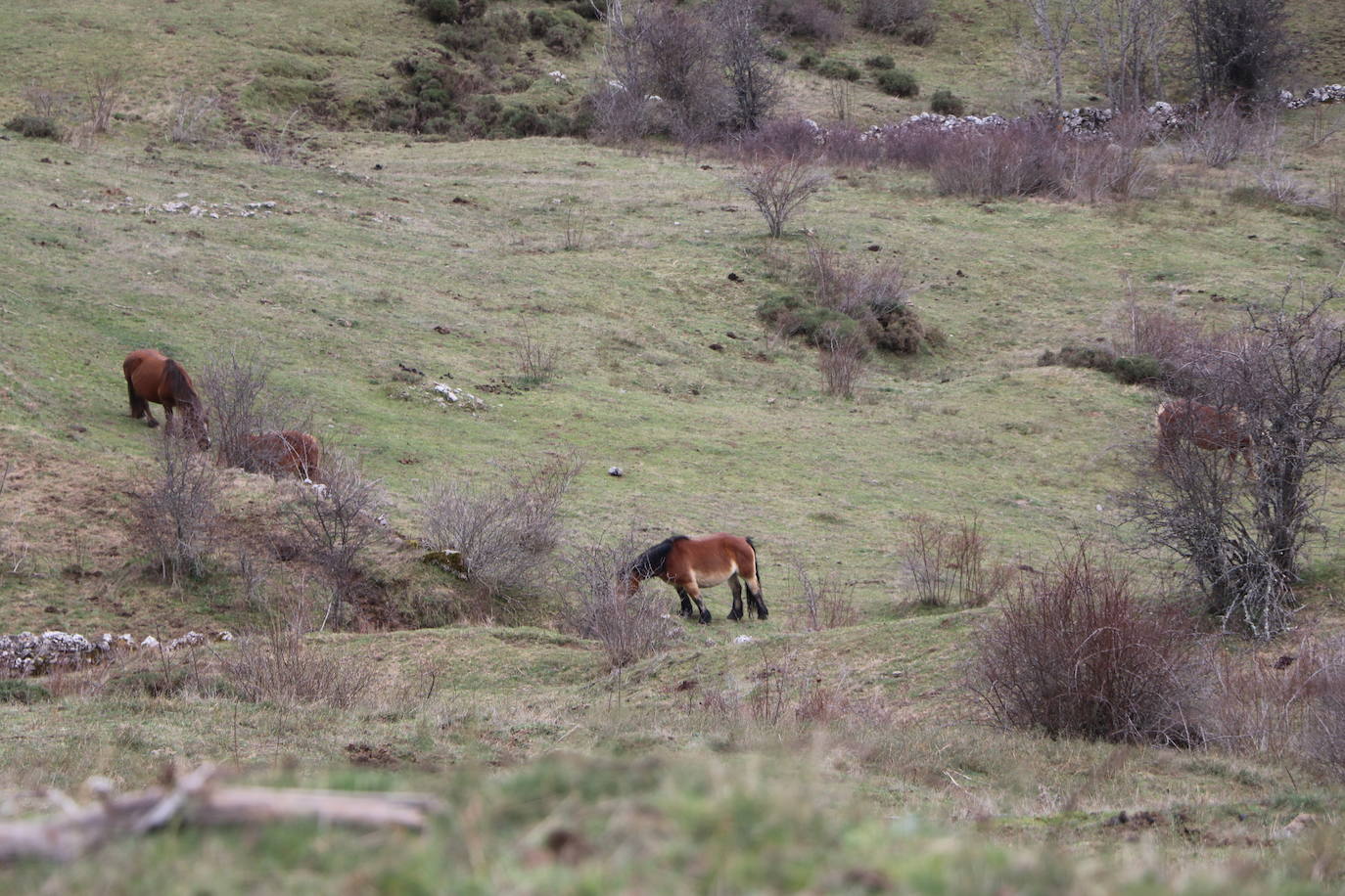 Los pastos de Babia se llenan de hisptano-bretón