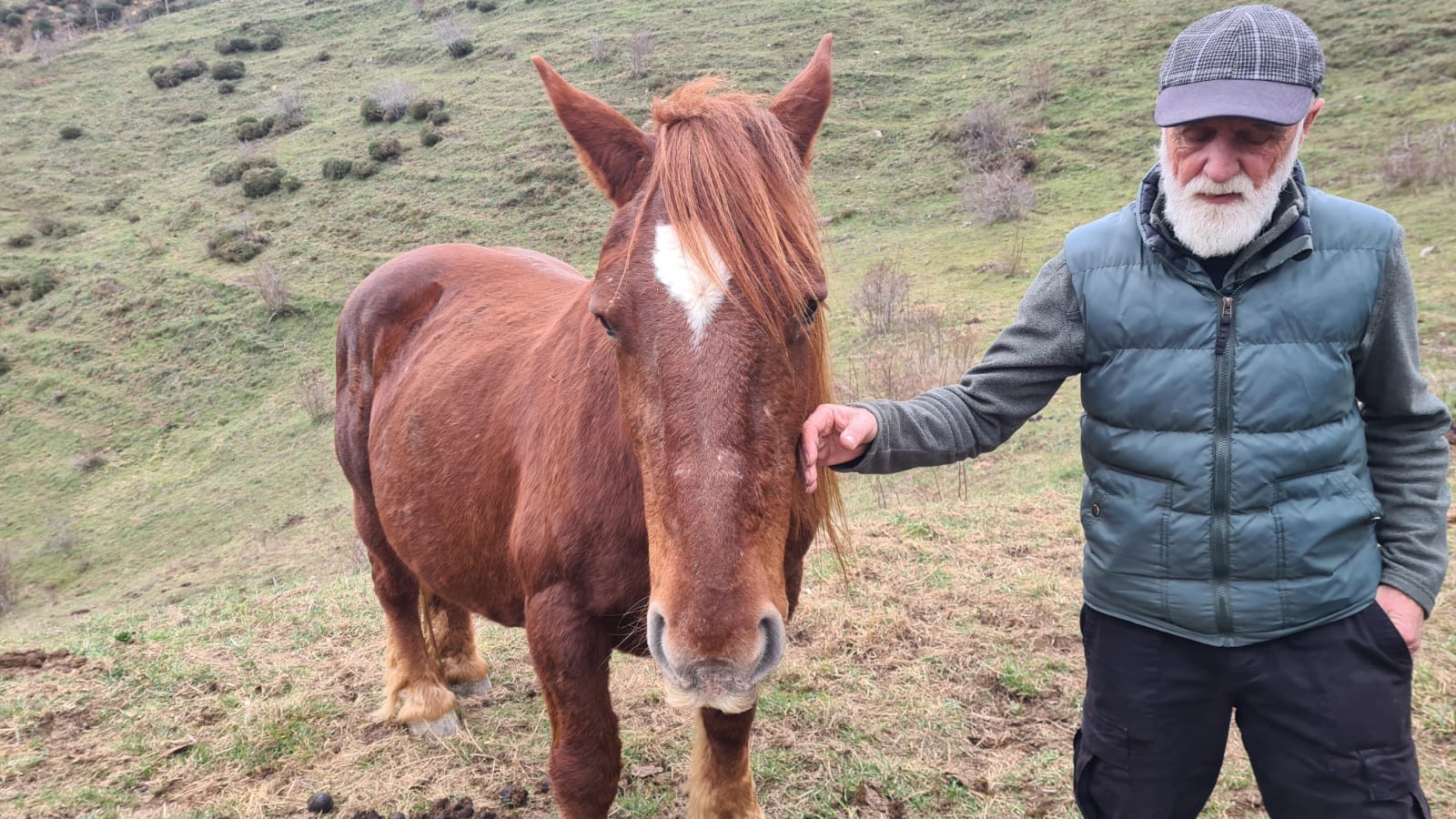 Los pastos de Babia se llenan de hisptano-bretón