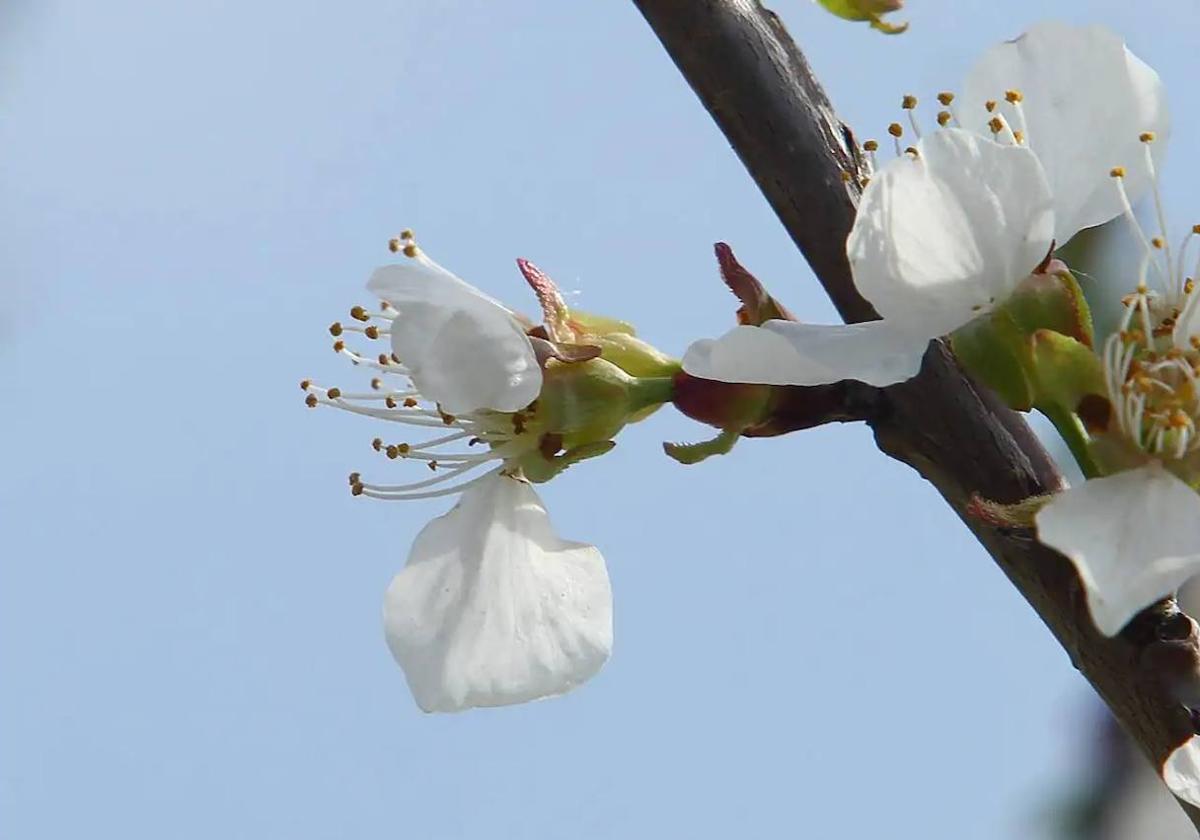 Cerezos en flor en El Bierzo.