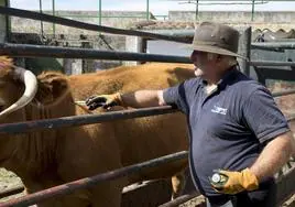 Un veterinario inyecta medicamentos a una vaca infectada de EHE en una finca de Salamanca.