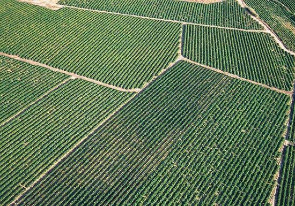 Asaja lamenta que la Diputación haya dejado de prestar ayuda para el análisis de tierras