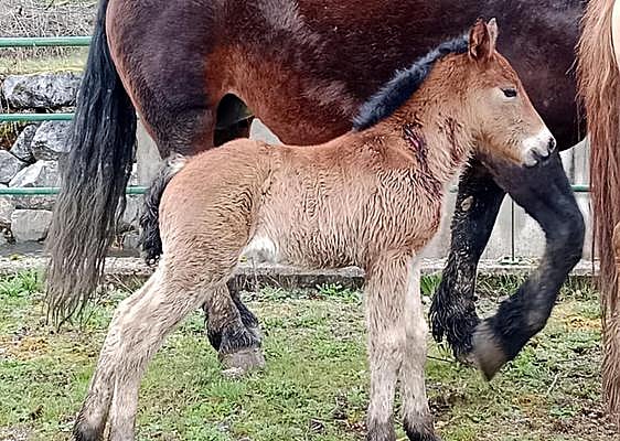 Imagen del potro atacado por los lobos.
