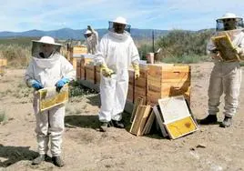 Imagen de archivo de la apicultura.