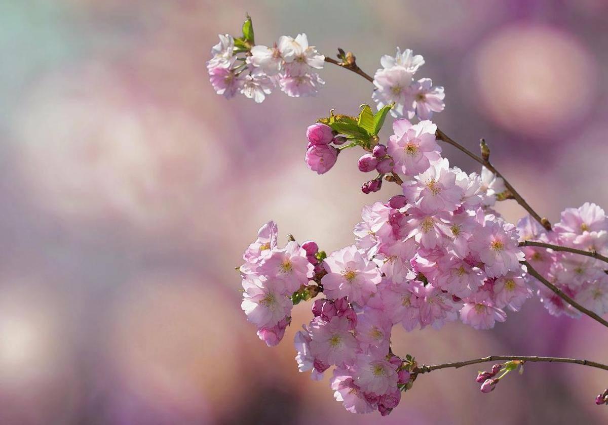 Flores en León.