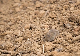 Topillo campesino en la comunidad.