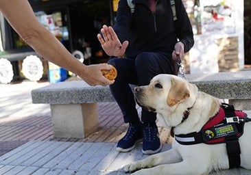 La Once pide a los ciudadanos que no ofrezcan comida a los perros guía