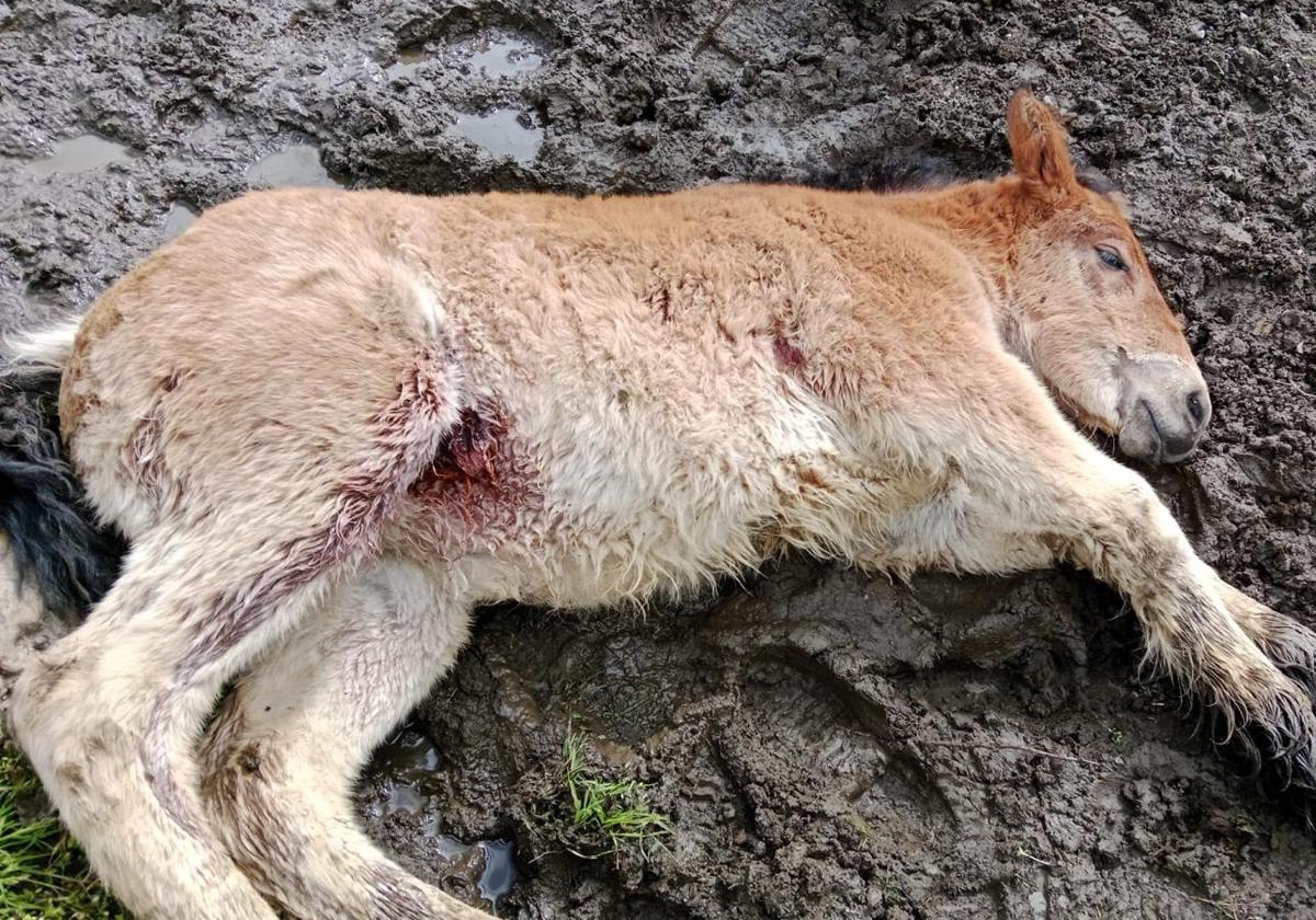 Los ganaderos de Acebedo, «desesperados» con dos ataques de lobo en menos de una semana