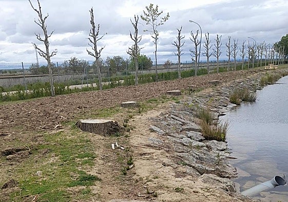Tala de árboles en Fresno de la Vega.