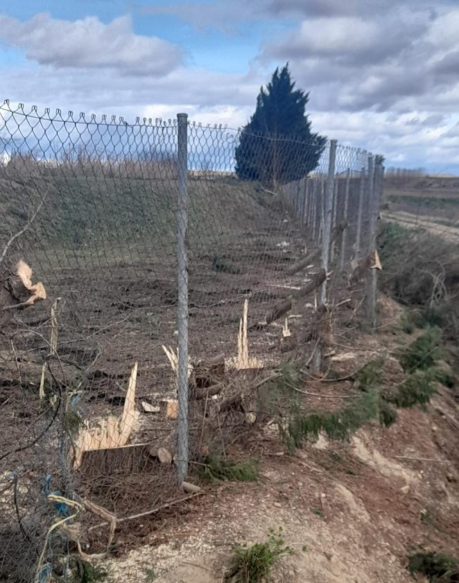 Imagen secundaria 2 - Denuncian la tala «indiscriminada» de 400 árboles en Fresno de la Vega