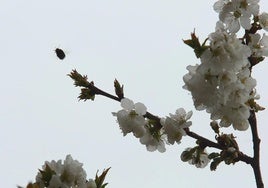 Flores en primavera.