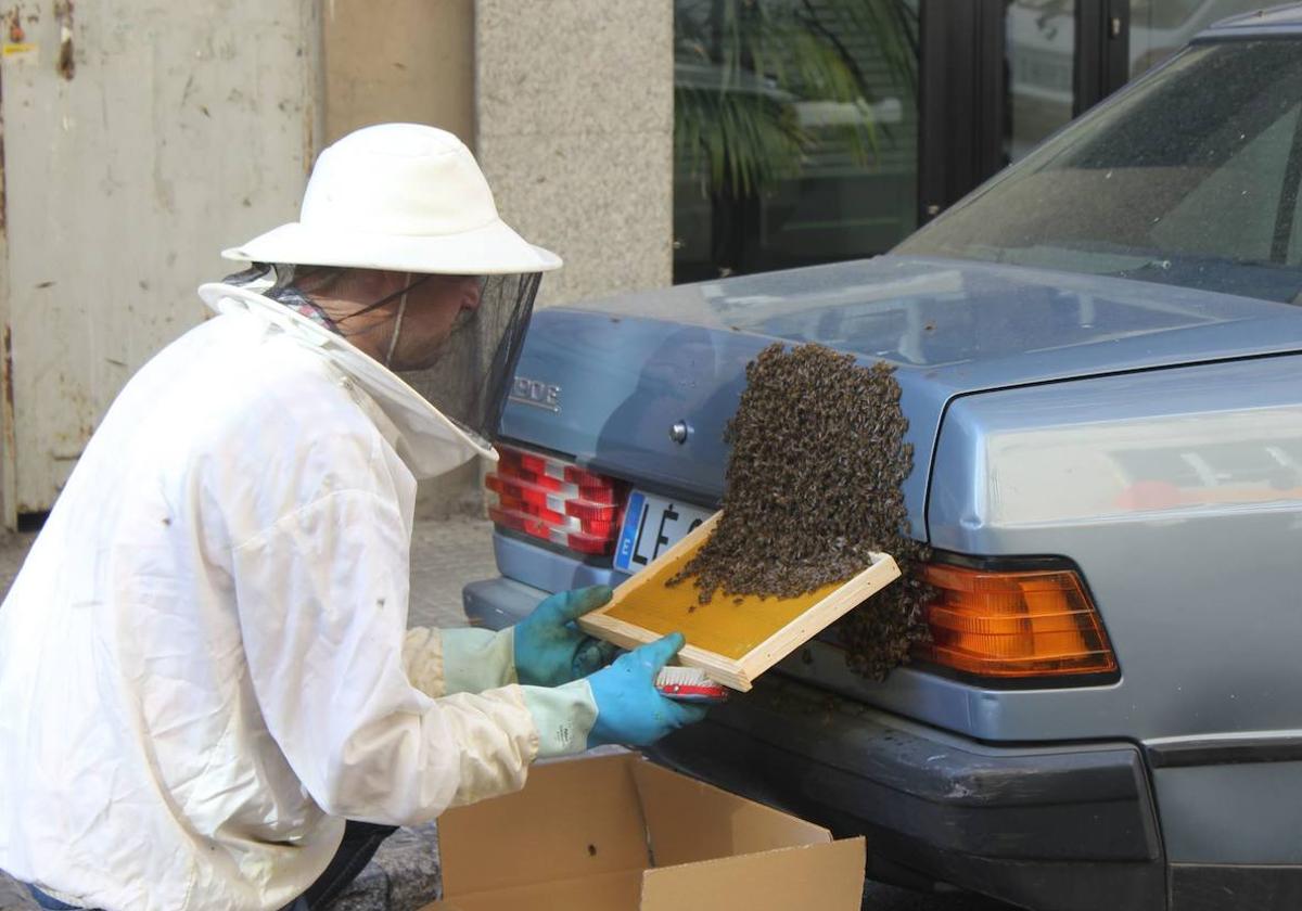 Un enjambre de abejas coloniza el maletero de un vehículo en León.