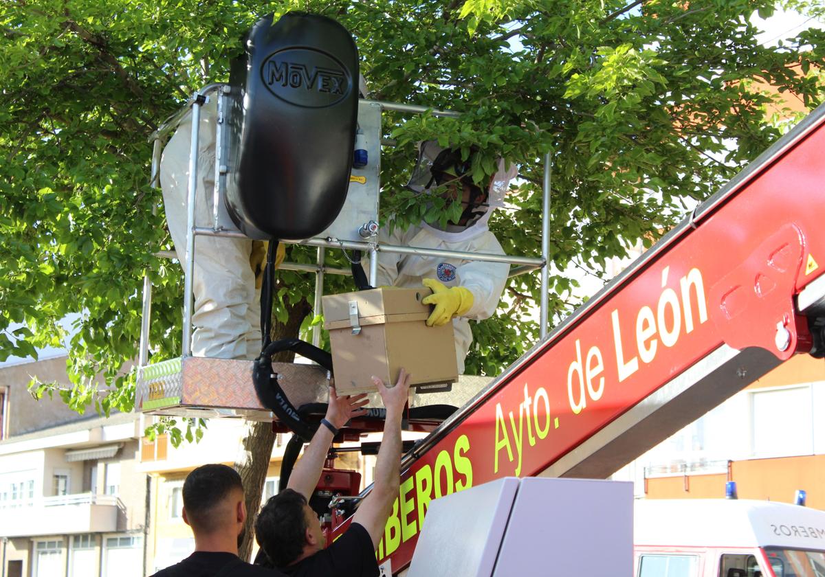 Bomberos de León retirando el enjambre.