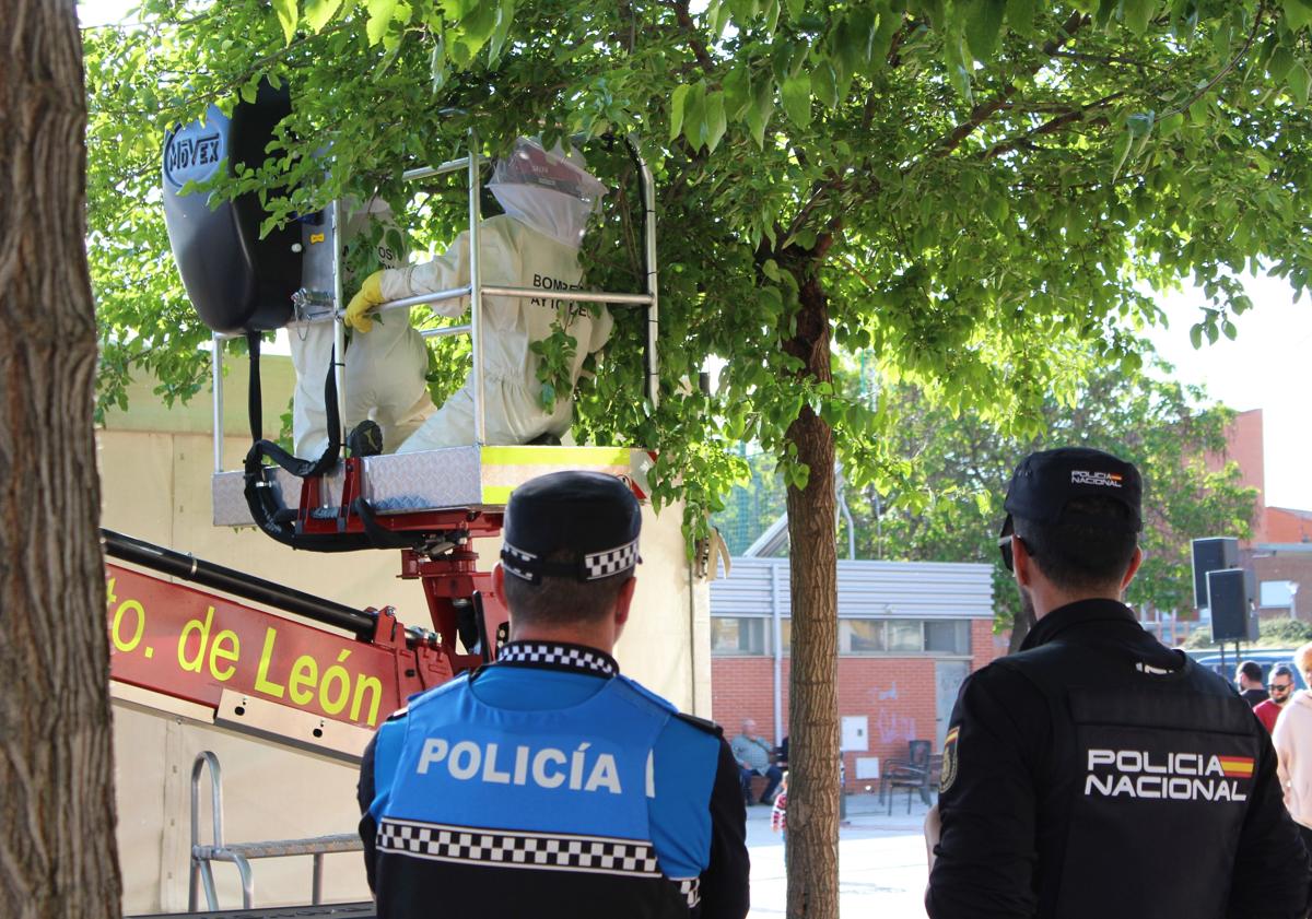 Imagen principal - Retiran un enjambre en la entrada de la Feria de la Cerveza de Trobajo