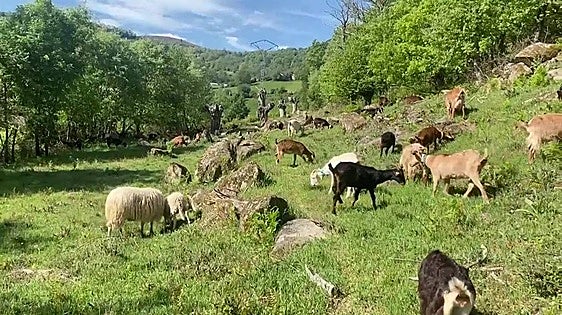 La reserva de la Biosfera de Babia tendrá su propia escuela de pastores