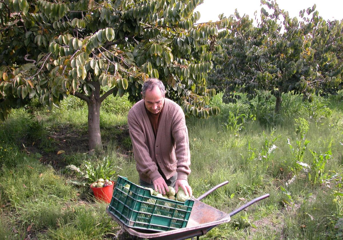 Un agricultor recoge chirimoyas