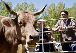 Feria de la Raza Parda de Montaña.