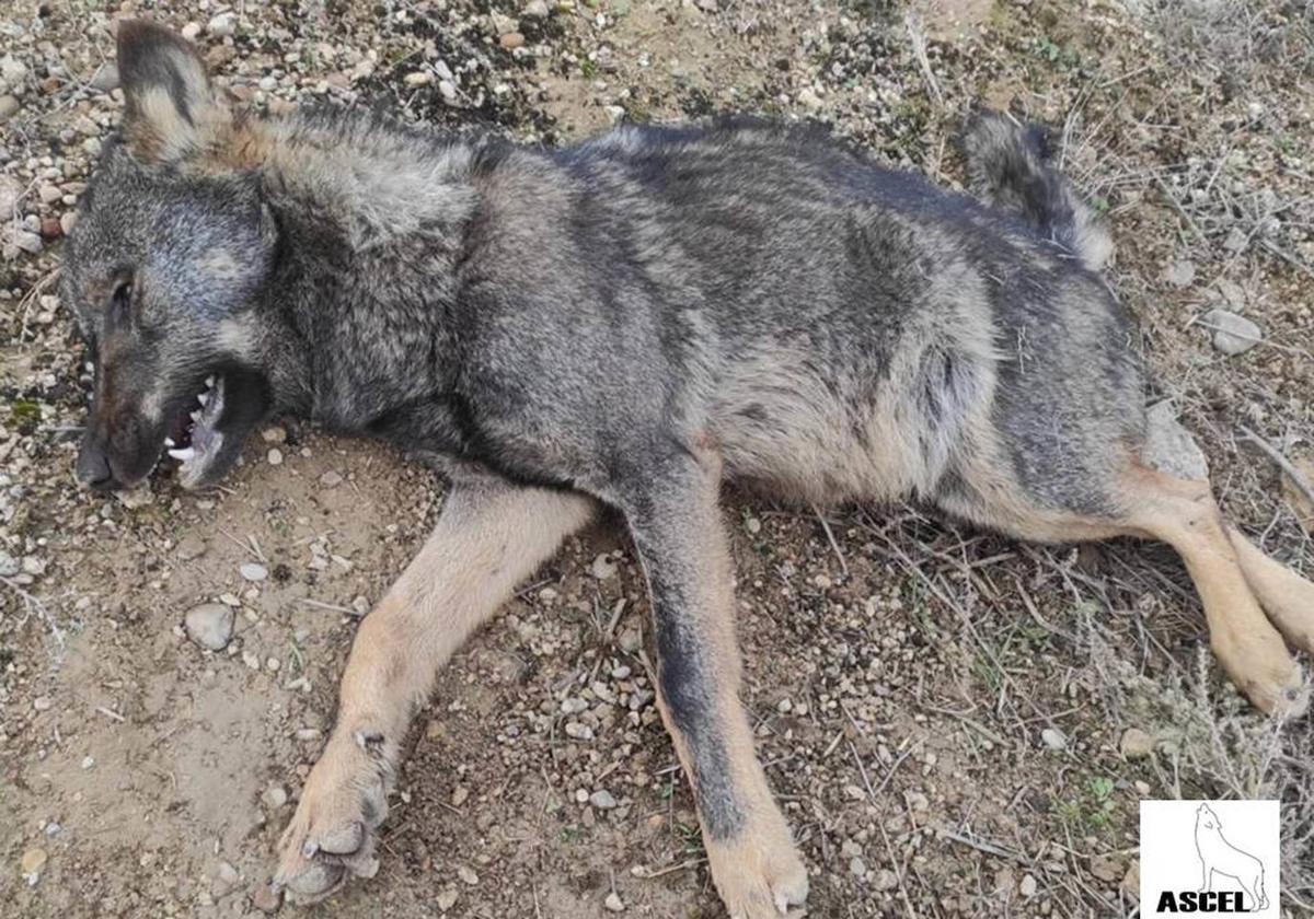 Un lobo muerto en la montaña.