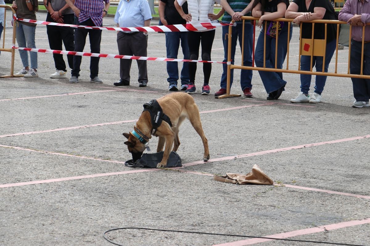 Las Fuerzas Armadas se exhiben en León