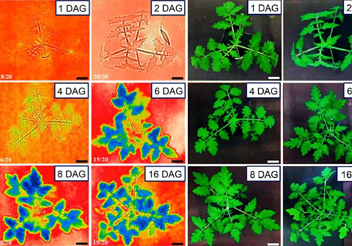 Estudio de los injertos de tomate.