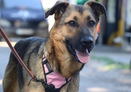 Kaiser, perro de la Protectora de Animales y Plantas de León.