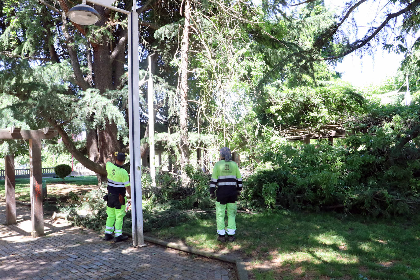 Desplome de un árbol en el paseo de Papalaguinda