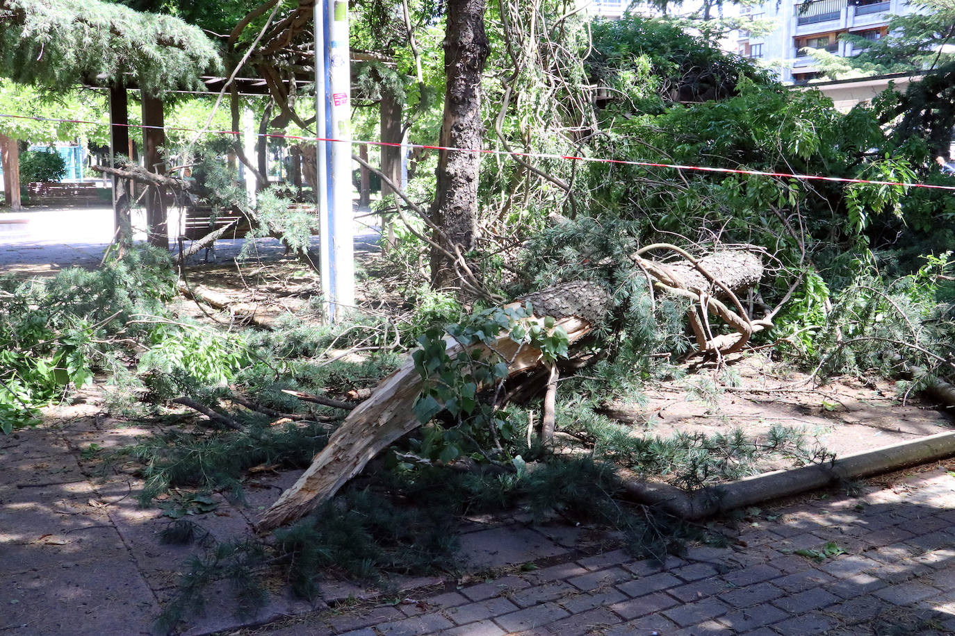 El temporal tumba un árbol del paseo de Papalaguinda