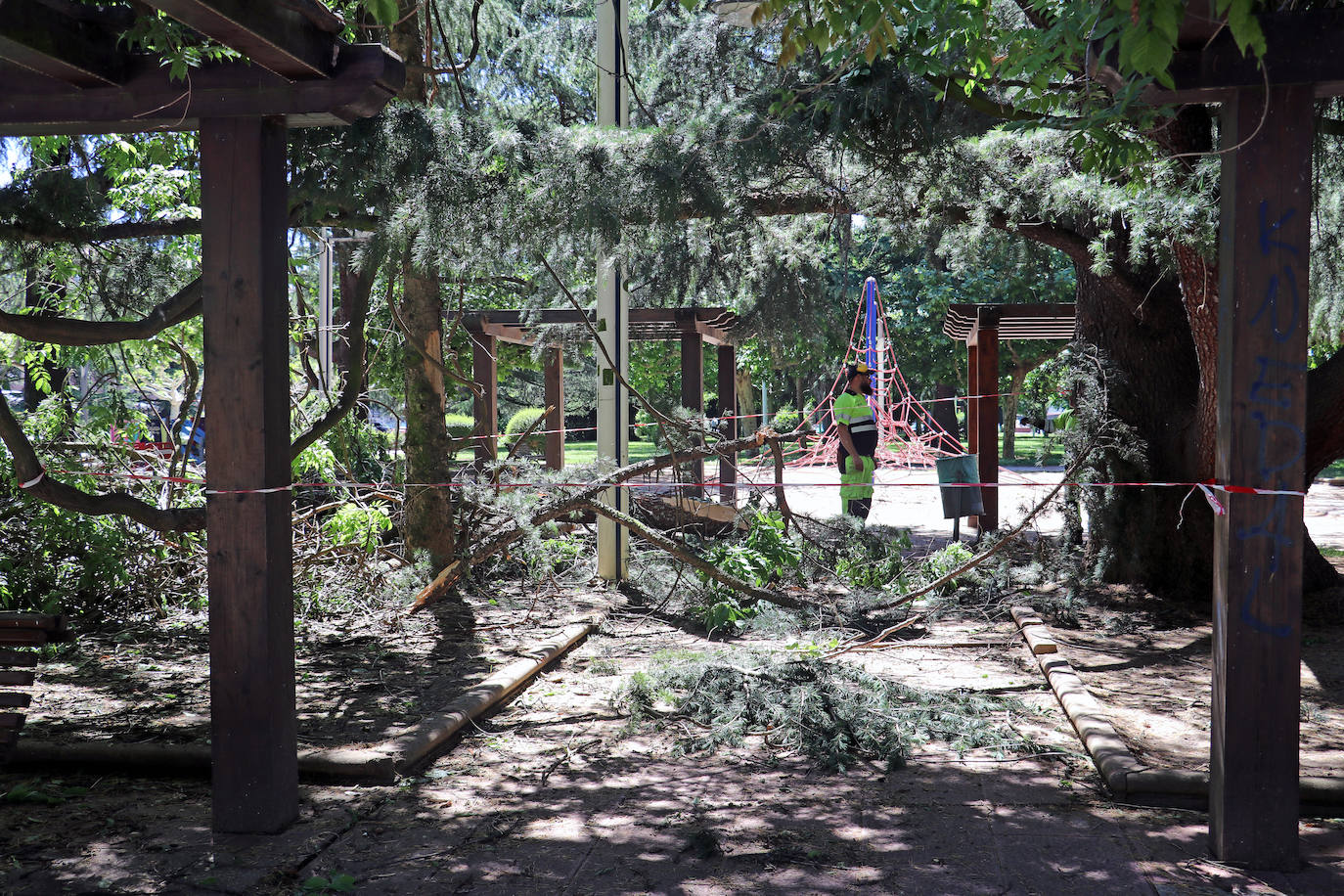 Desplome de un árbol en el paseo de Papalaguinda