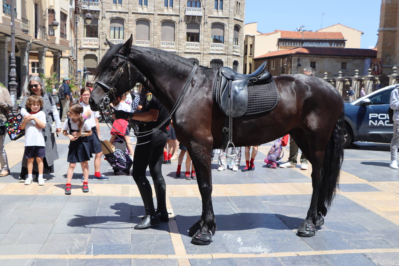 Los caballos de la Policía Nacional se pasean por León