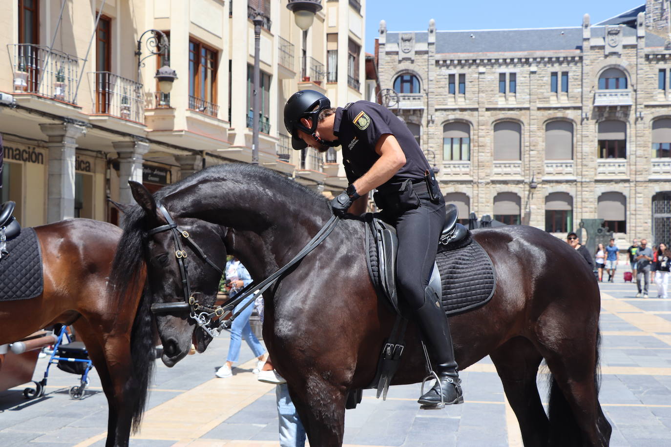 Los caballos de la Policía Nacional se pasean por León