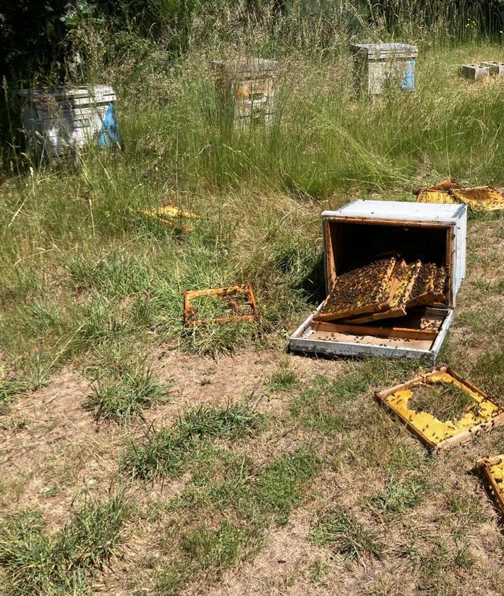 Imagen secundaria 2 - Imágenes de los destrozos ocasionados por los osos.