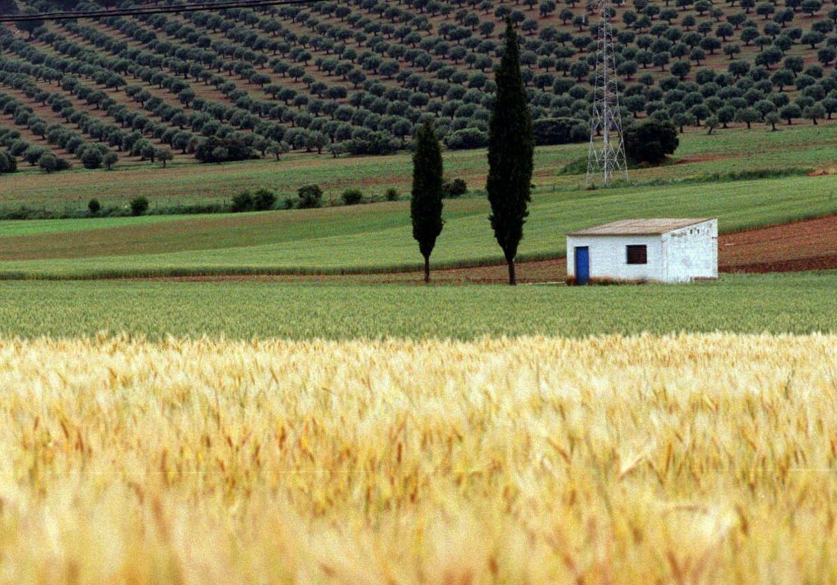 Vista general de un campo sembrado de cereales.