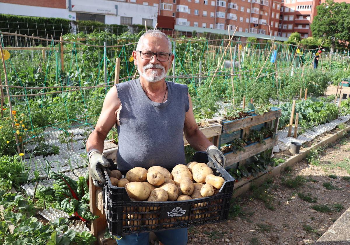 Propietario de una parcela con sus patatas.