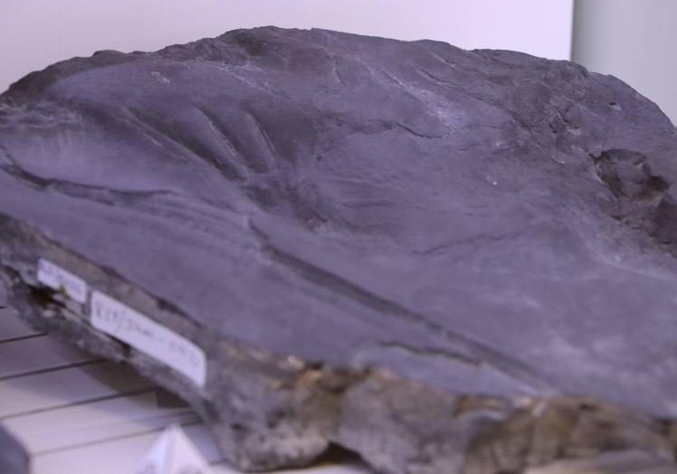 En değerli parçalardan biri Torre de Bierzo'da bulunan bu sürüngen ayak izi fosilidir.