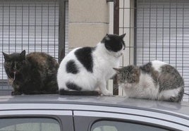 Gatos callejeros en León.