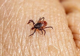 Imagen de archivo de una garrapata.