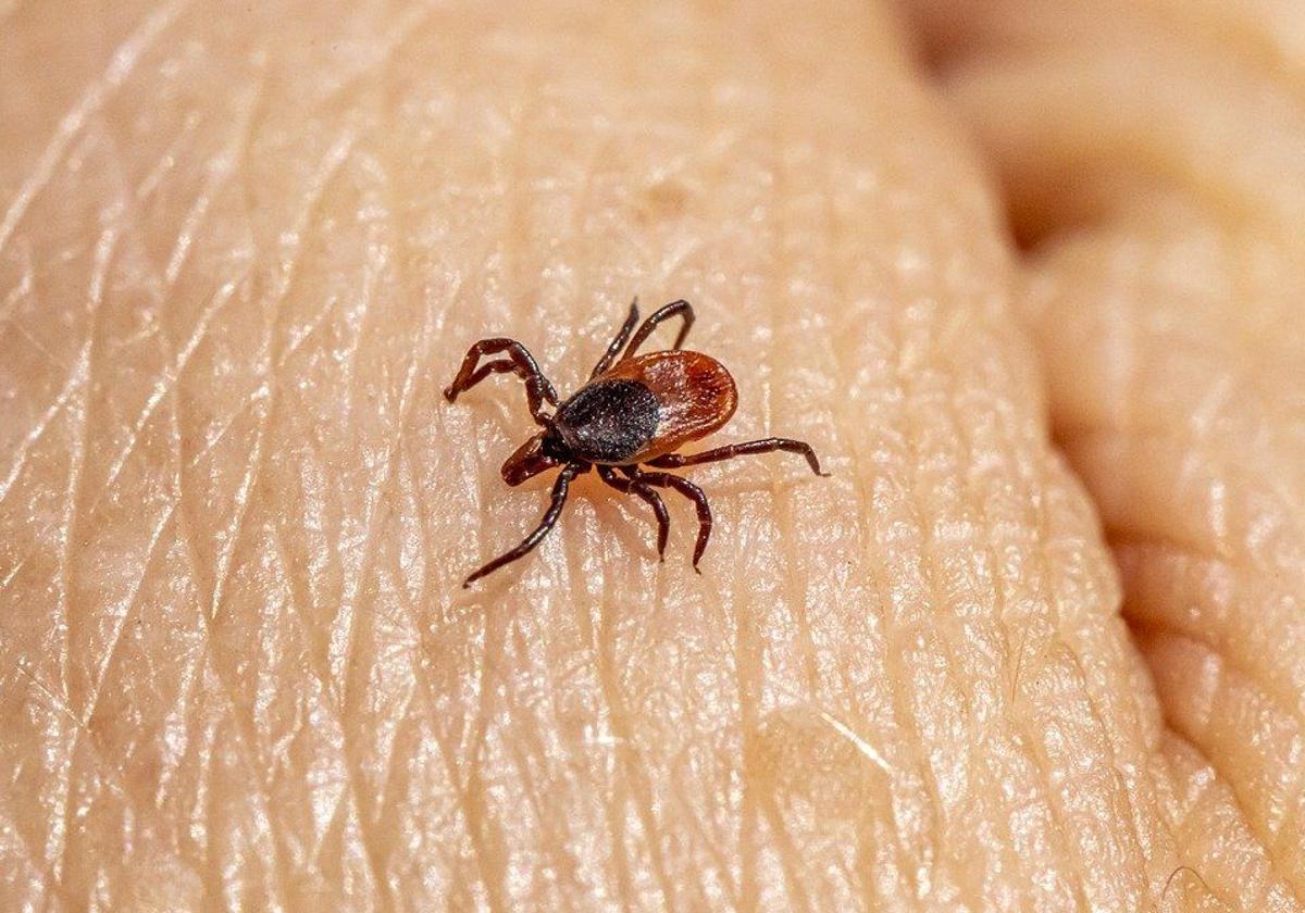 Recomendaciones para evitar las picaduras de garrapatas
