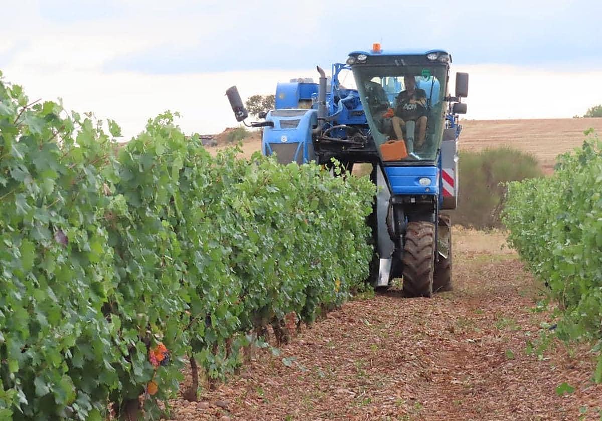 Viñedos en la provincia de León.