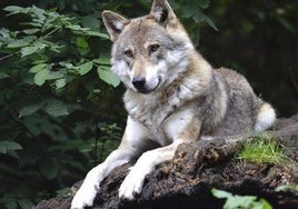 La caza del lobo no está permitida.