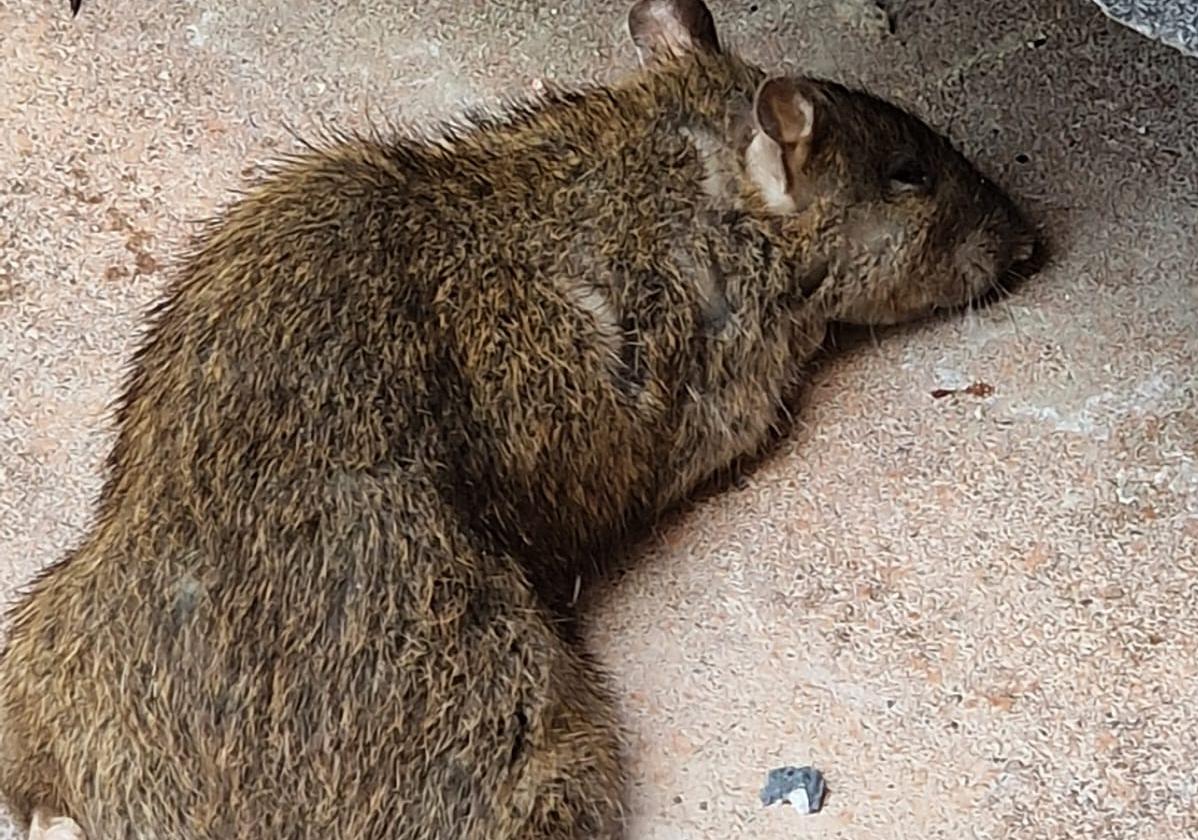 Rata muerta en la calle San Agustín.