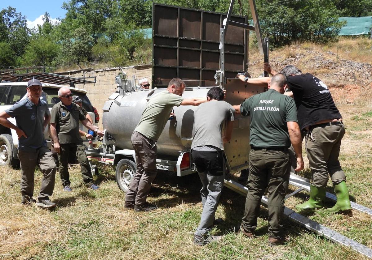 Imagen principal - La osezna Cova llega a Valsemana tras alcanzar los 20 kilos de peso