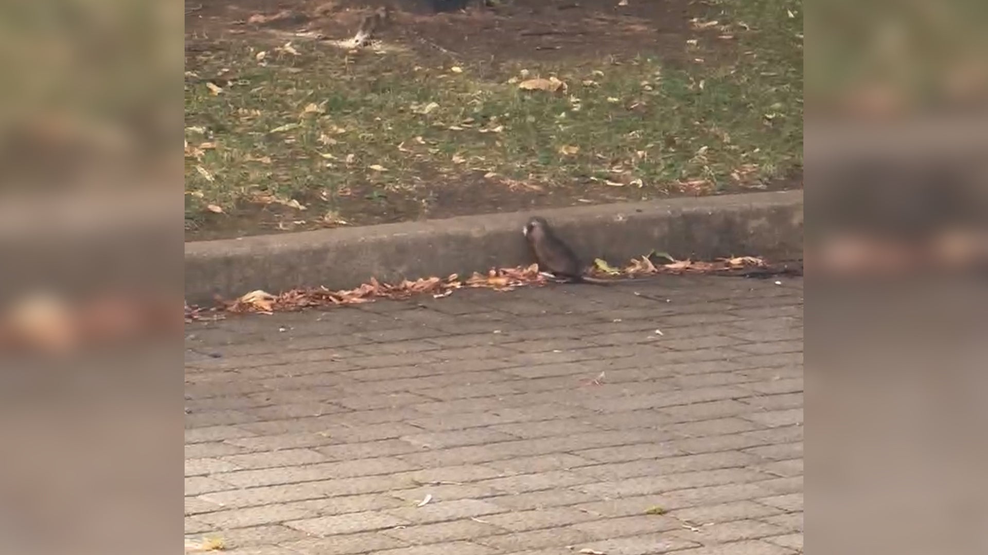 Ratas en La Lastra