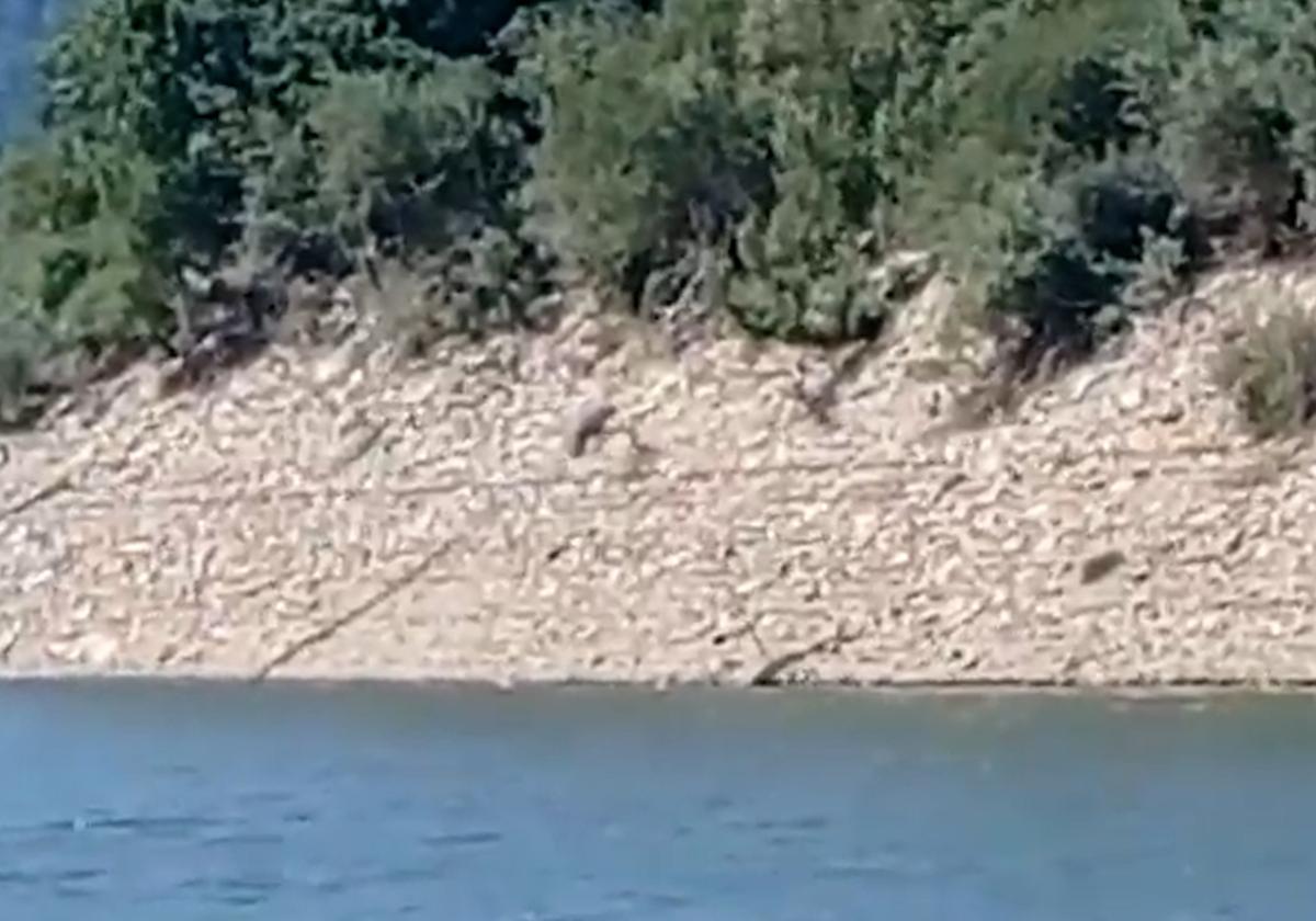 Un oso pardo sorprende a unos niños de campamento en un pantano de León