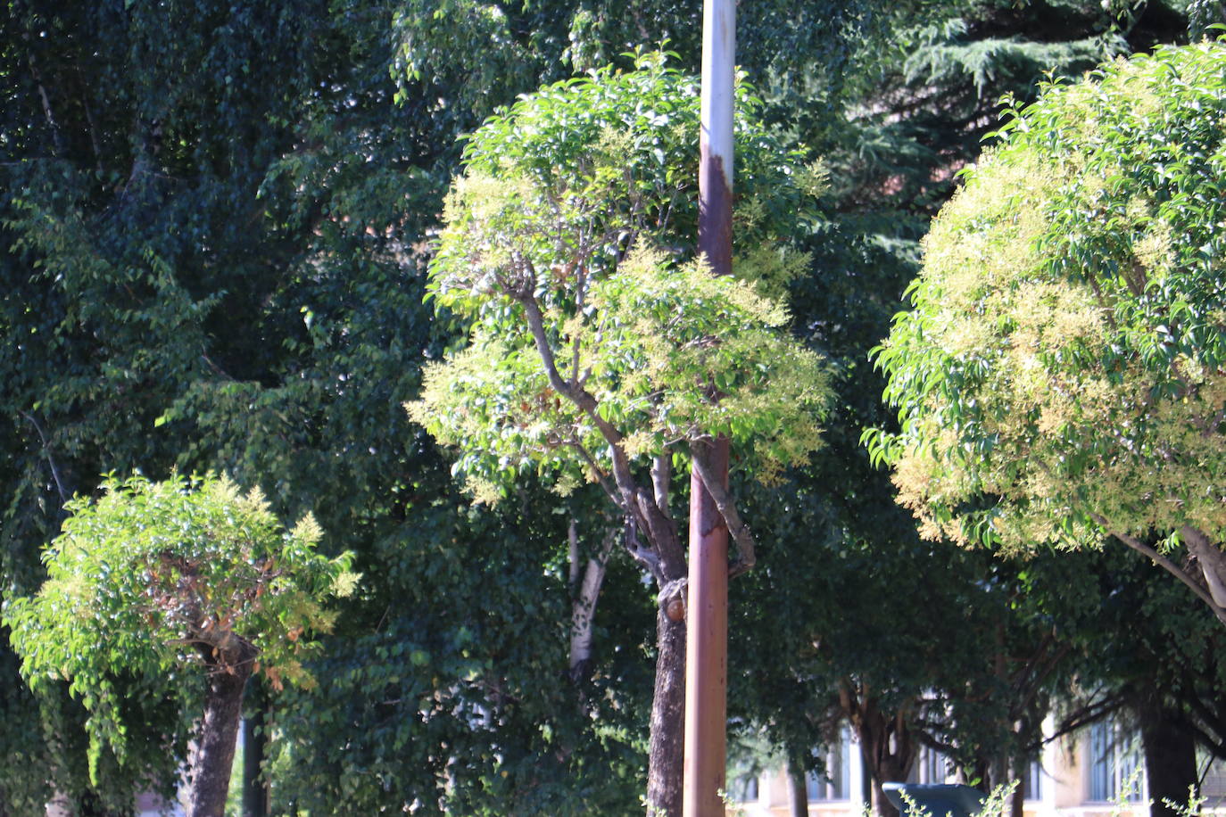 Las seis farolas de Lancia