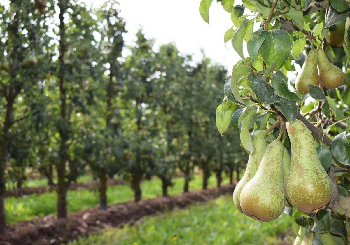 Un estudio pionero sobre las frutas del Bierzo incrementará su consumo