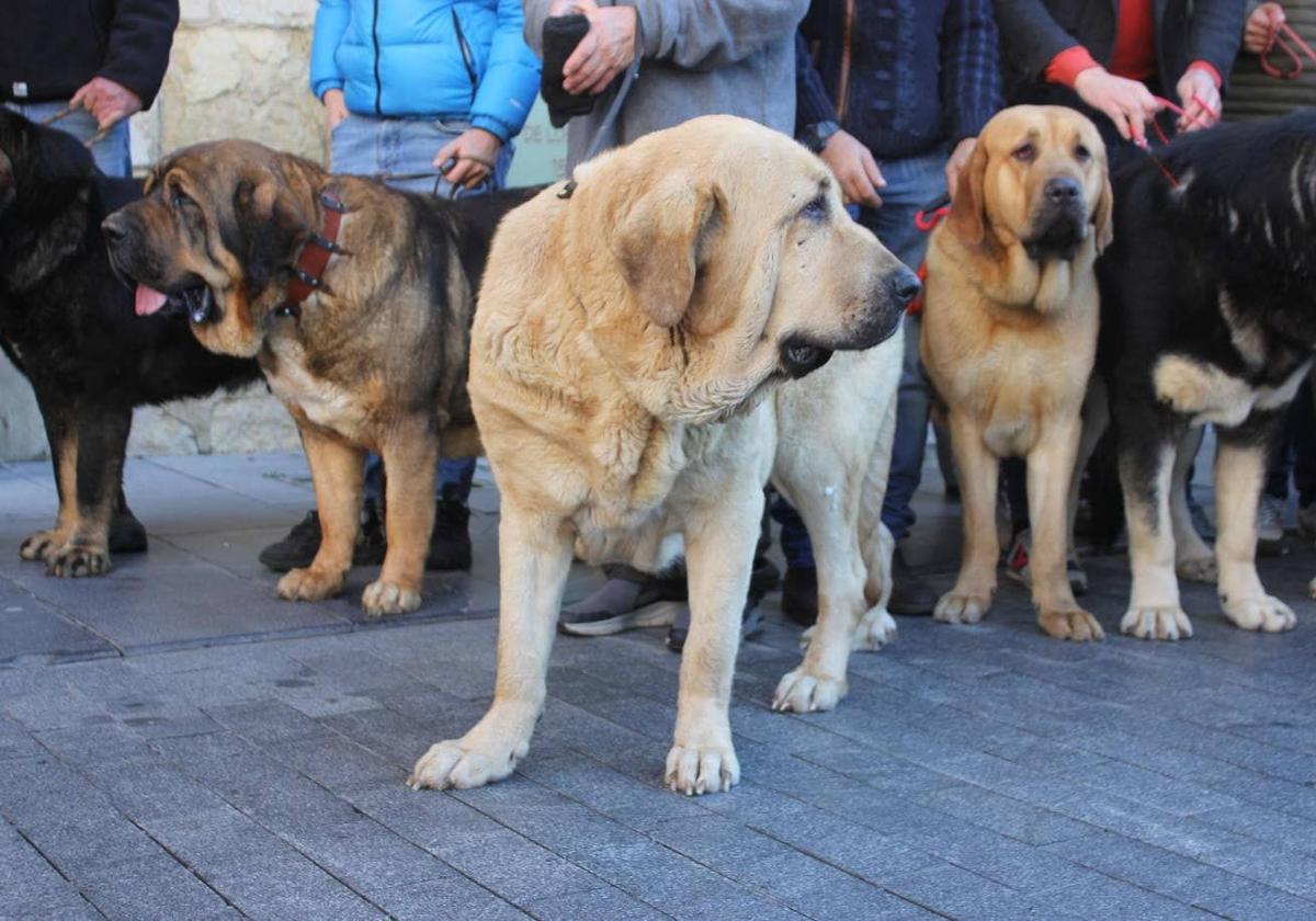 Ejemplares de mastines leoneses.