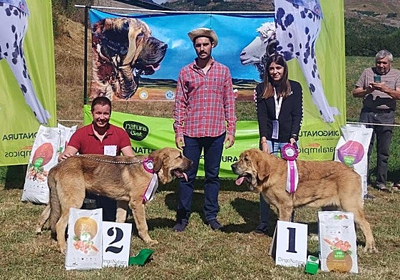Mastines ganadores en el campeonato celebrado en San Emiliano.