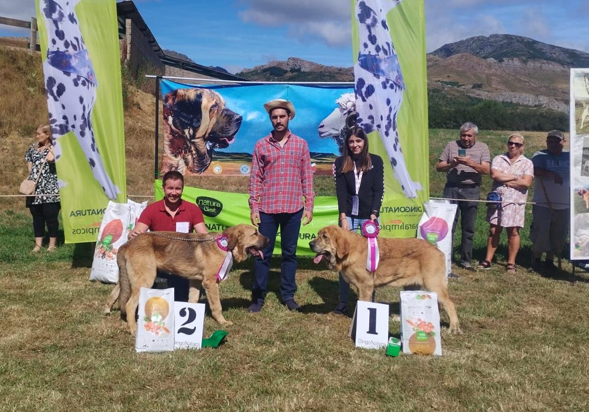 Mastines ganadores en el campeonato celebrado en San Emiliano.