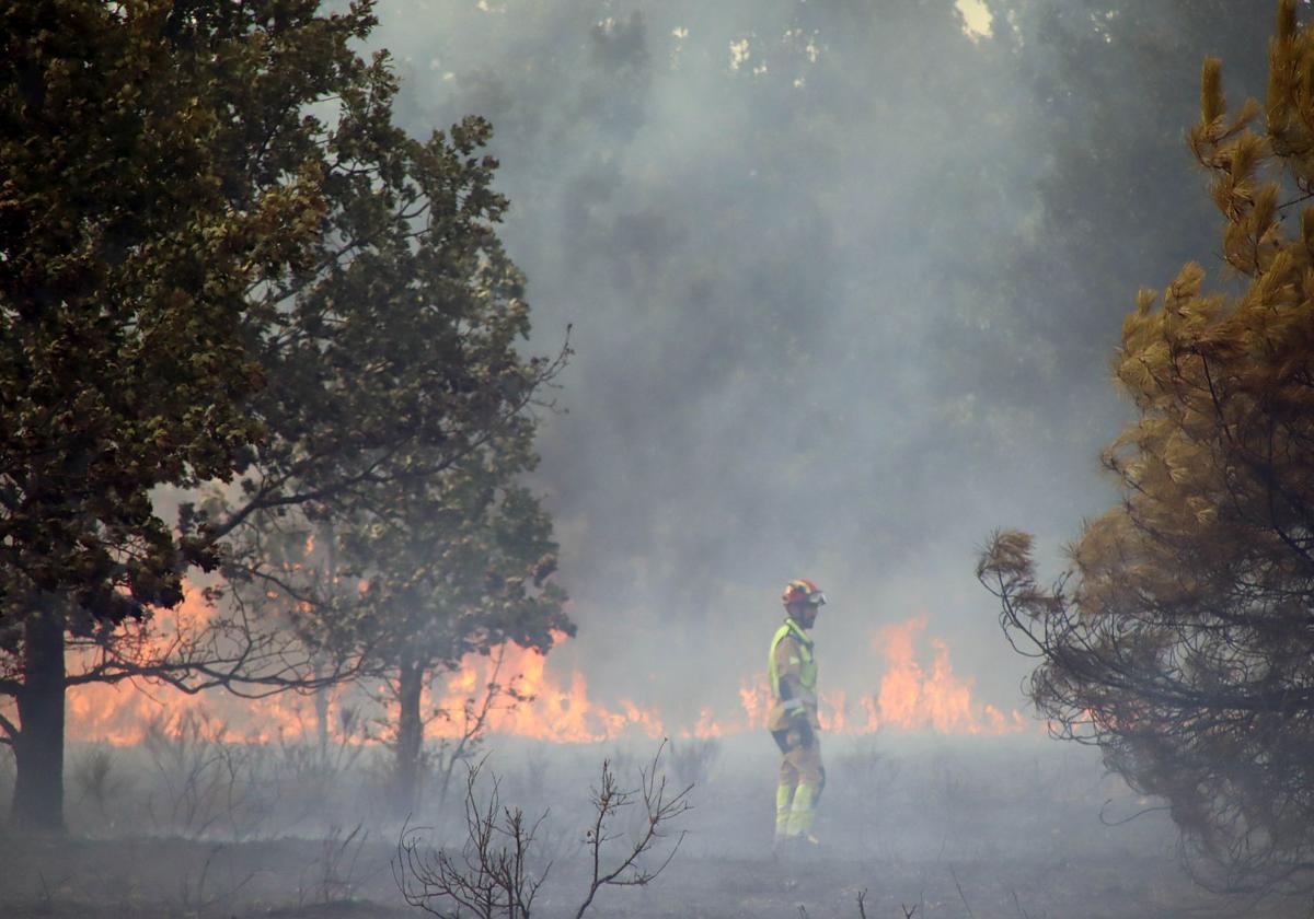 Fuego de agosto en León: tres incendios, más de 900 hectáreas quemadas en una semana y un detenido