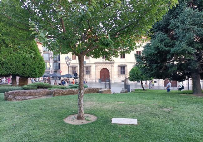 El cerezo con la inscripción en el Jardín del Cid.