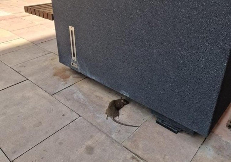 Imagen de archivo de una rata muerta en el centro de León.